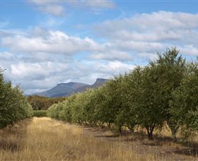 Red Rock Olives - Accommodation Georgetown 1
