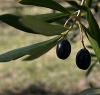 Red Rock Olives - Accommodation Georgetown