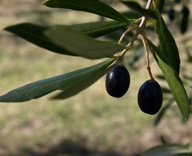 Red Rock Olives - Accommodation Georgetown 0