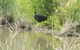 Narrandera Wetlands - thumb 2