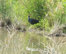 Narrandera Wetlands - Accommodation Georgetown 2