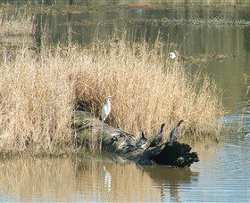 Narrandera Wetlands - Accommodation Georgetown 3