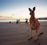 Wallabies on the Beach at Cape Hillsborough - Accommodation Georgetown