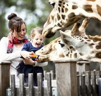 Taronga Western Plains Zoo Dubbo - Accommodation Georgetown