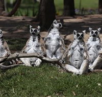 Savannah Visitor Plaza Taronga Western Plains Zoo Dubbo - Accommodation Georgetown