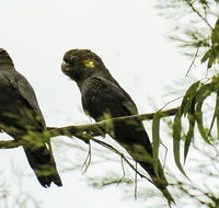 Conimbla National Park - Accommodation Georgetown