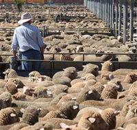 Livestock Marketing Centre - Accommodation Georgetown