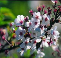 Sakura Avenue - Accommodation Georgetown