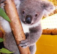 Cooberrie Park Wildlife Sanctuary - Accommodation Georgetown