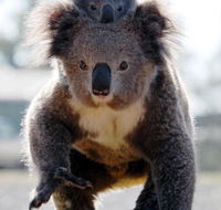Koalas in Gunnedah - Accommodation Georgetown