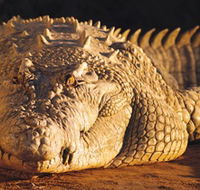 Koorana Crocodile Farm - Accommodation Georgetown