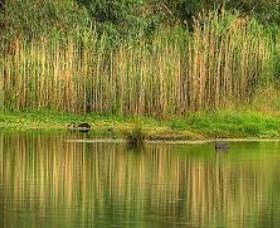 Wonga Wetlands - Accommodation Georgetown 2