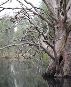 Wonga Wetlands - Accommodation Georgetown 3