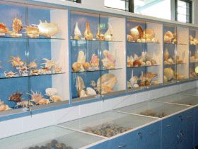 Shell World Yeppoon - Accommodation Georgetown 1