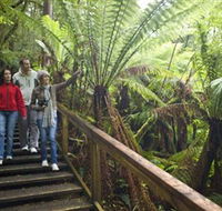 Otway Fly Treetop Adventures - Accommodation Georgetown
