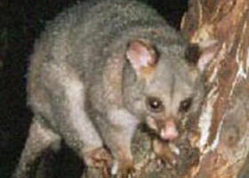Moondarra VIC Accommodation Georgetown
