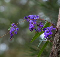 Mann River Nature Reserve - Accommodation Georgetown