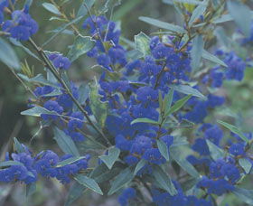 Kalamunda National Park - Accommodation Georgetown 2