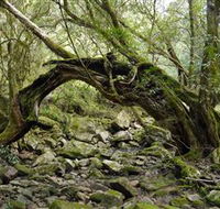 Mitchell River Walking Track - Accommodation Georgetown