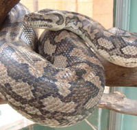 Armadale Reptile Centre - Accommodation Georgetown