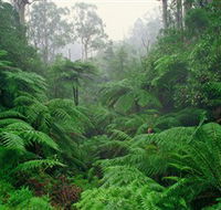 Tarra Bulga National Park - Accommodation Georgetown