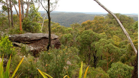 Mount Olive Lookout - Accommodation Georgetown 2
