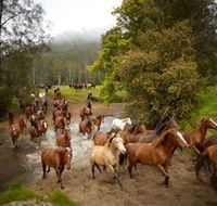 Glenworth Valley Horse Riding - Accommodation Georgetown