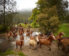 Glenworth Valley Horse Riding - Accommodation Georgetown 0