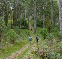 The Green Gully track - Accommodation Georgetown