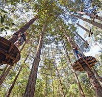 TreeTop Adventure Park Central Coast - Accommodation Georgetown