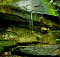 Strickland State Forest - Accommodation Georgetown