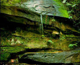 Strickland State Forest - Accommodation Georgetown 0