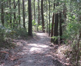 Strickland State Forest - Accommodation Georgetown 2