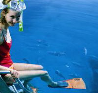 Roy Rufus Artificial Reef Dive Site - Accommodation Georgetown