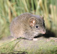 Munmorah State Conservation Area - Accommodation Georgetown