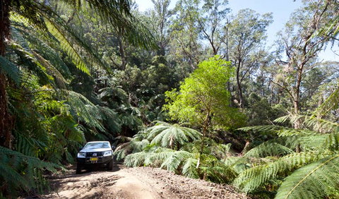 Wadbilliga Road Drive - Accommodation Georgetown 3