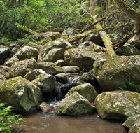 Booyong walking track - Accommodation Georgetown