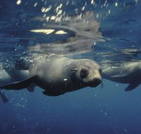 Wilsons Promontory Marine National Park - Accommodation Georgetown