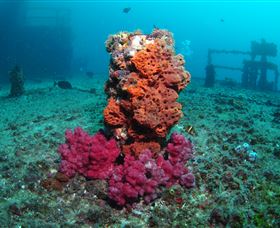HMAS Brisbane Dive Site - Accommodation Georgetown 0