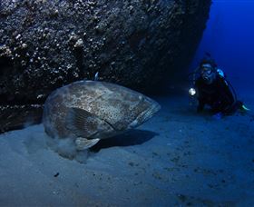 HMAS Brisbane Dive Site - Accommodation Georgetown 3