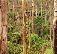 Cycle Mogo State Forest - Accommodation Georgetown