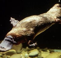 Platypus Pool - Accommodation Georgetown