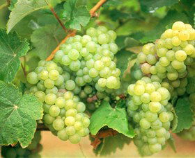 Red Tail Wines - Accommodation Georgetown 0