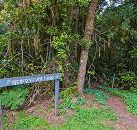 Falcorostrum loop walking track - Accommodation Georgetown