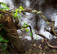 Mogo Bushwalk - Accommodation Georgetown