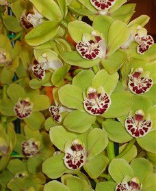 Tinonee Orchid Nursery - Accommodation Georgetown 1