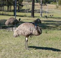 Glen Ian Ostrich and Emu Farm - Accommodation Georgetown