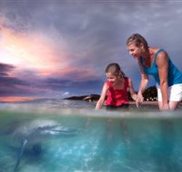 Tangalooma Dolphin Feeding - Accommodation Georgetown