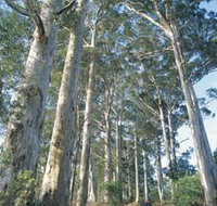 The Great Forest Trees Drive - Accommodation Georgetown