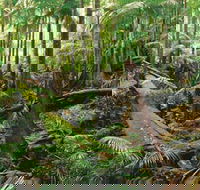 Wollumbin-Mount Warning National Park - Accommodation Georgetown